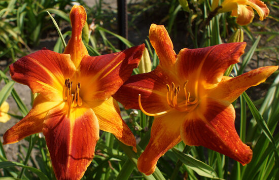 Viendienė (Hemerocallis) 'Grand Elixir'